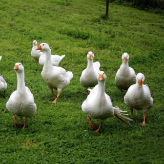 Eine Gruppe Gänse läuft über eine Wiese auf die Kamera zu
