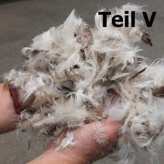 Zwei Hände halten eine große Menge weißer und brauner Federn. Im Hintergrund ist ein grauer Untergrund zu sehen, oberhalb steht der Text „Teil V“.