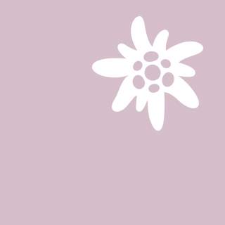 homepage-teaser-edelweiss-auf-violett_id64491.jpg