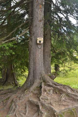 bild_baumtelefon-allgaeu-danielsautter-web_id83422.jpg